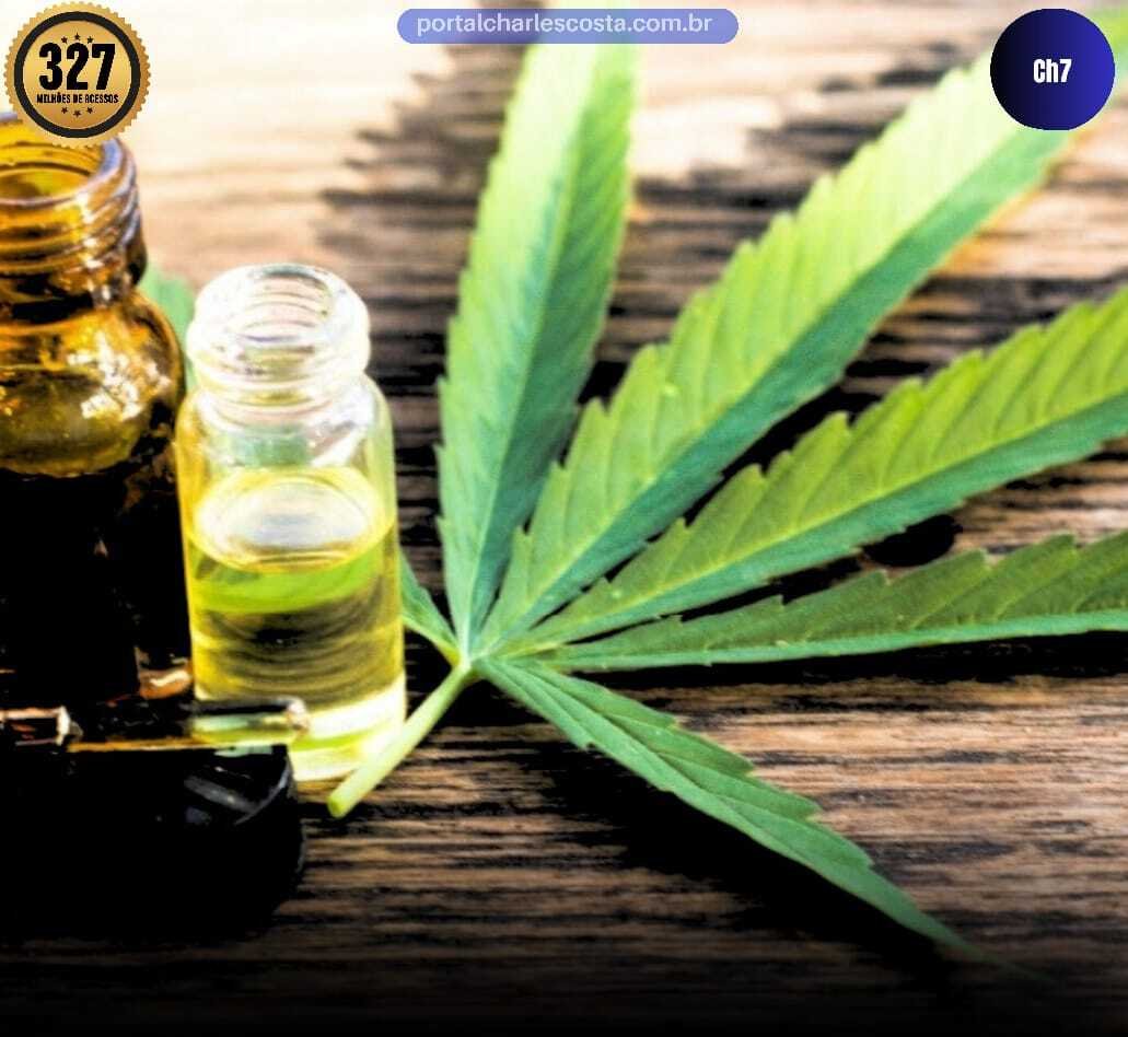 anvisa libera cultivo de maconha para fins medicinais (1)