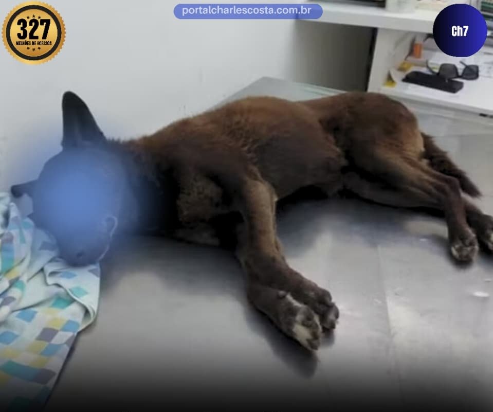 Caso “Cão Orelha”: suspeitos retornam dos EUA e Polícia apreende celulares para investigação