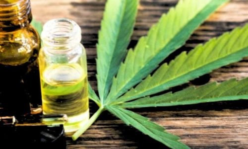 anvisa libera cultivo de maconha para fins medicinais (1)