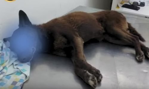 Caso “Cão Orelha”: suspeitos retornam dos EUA e Polícia apreende celulares para investigação