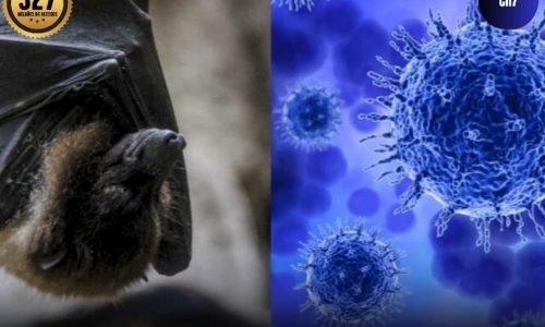 nipah aeroportos instalaram câmeras térmicas para evitar disseminação de vírus letal que pode evoluir para o comoa em menos de 48 horas.